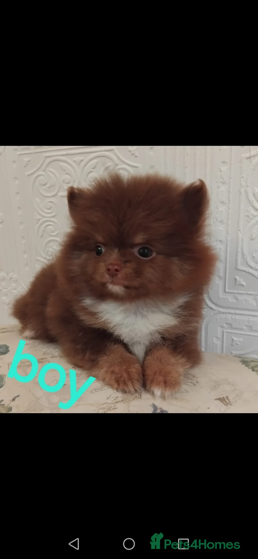Pomeranian dogs for sale: Stunning pomeranian pups - Advert 1
