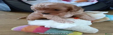 Cavapoo Puppy 1