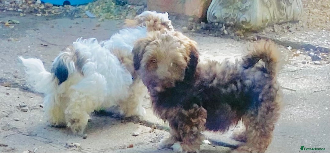 Shih Tzu dogs for sale: 🌟 HAPPY TEDDY BEAR MALSHI-POO PUPS - Image 5