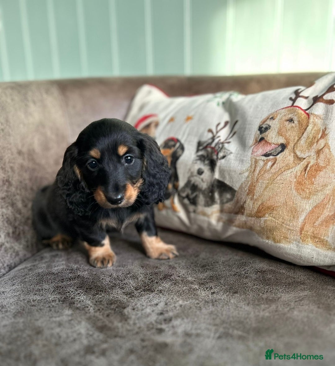 Miniature Dachshund dogs for sale: Miniature longhaired dachshunds  - Advert 6