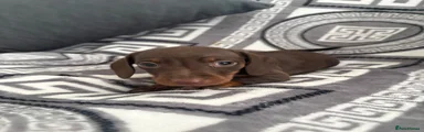 Miniature Dachshund 2