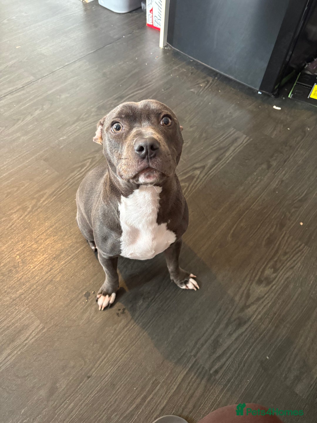 Staffordshire Bull Terrier dogs for sale: Year old female blue staff  - Image 2