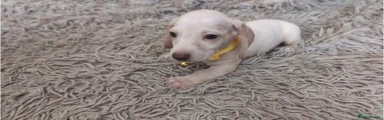 Yellow collar Smooth Haired Boy
