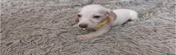 Miniature Dachshund dogs for sale: 🐾 Beautiful Miniature Dachshund Puppies 🐾 - Advert 7