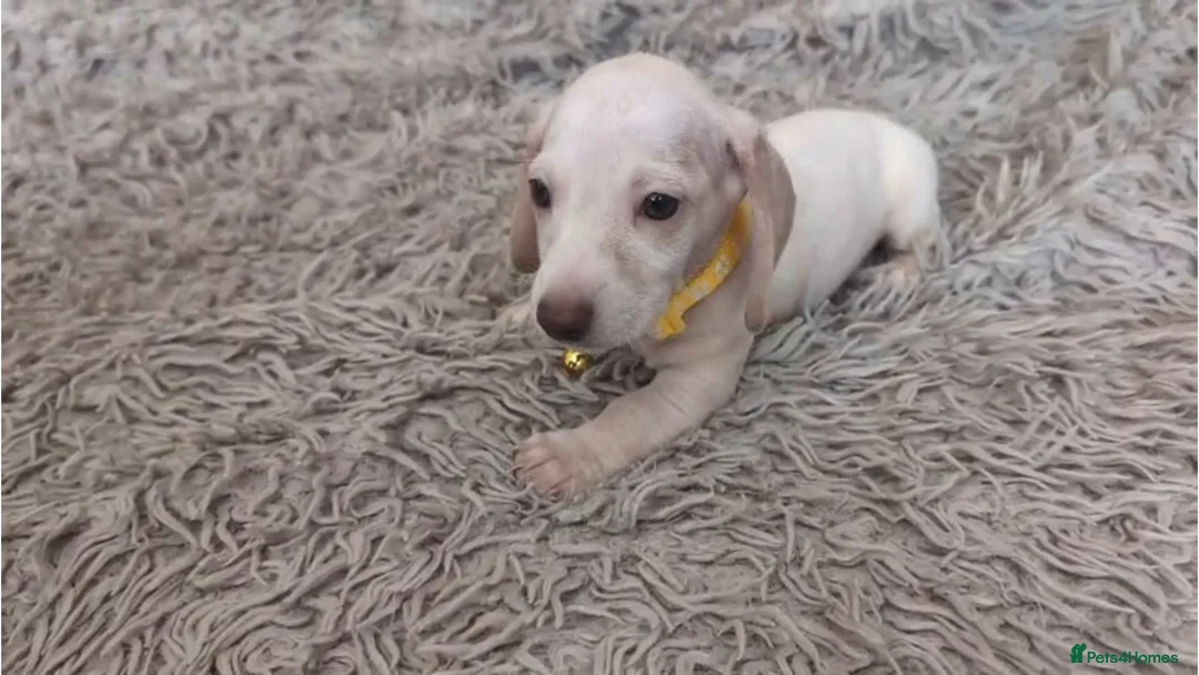 Miniature Dachshund dogs for sale: Cream Mini Dachshund Puppy Last one - Advert 21