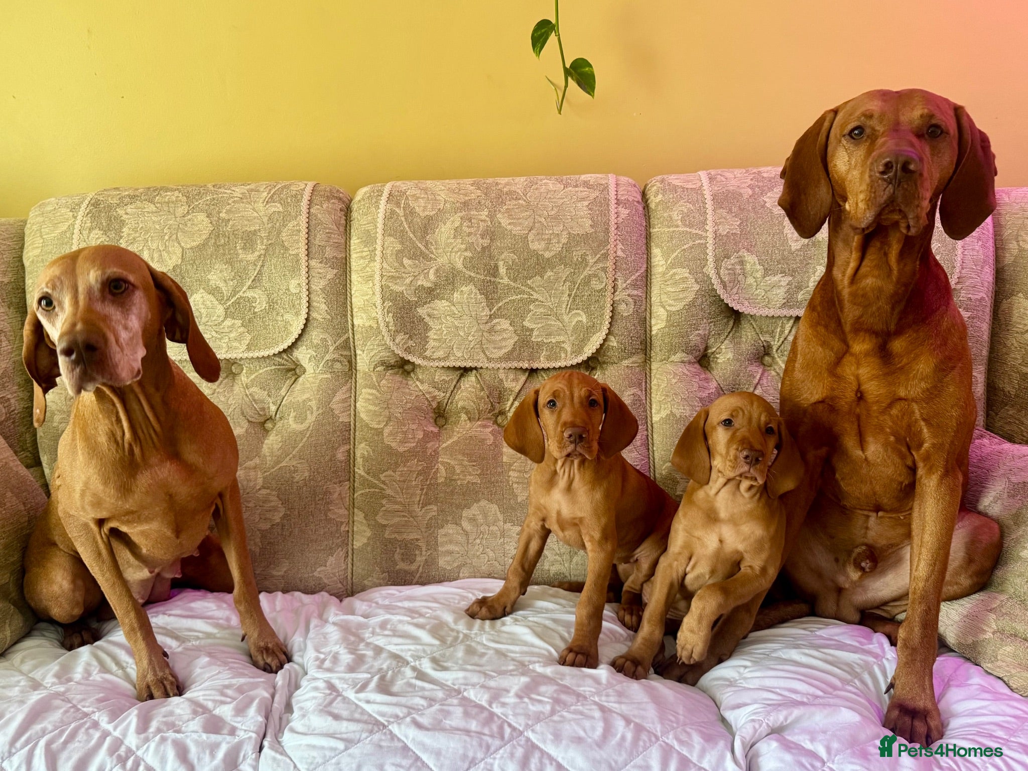 Hungarian Vizsla dogs Hungarian Vizslas - Advert 2