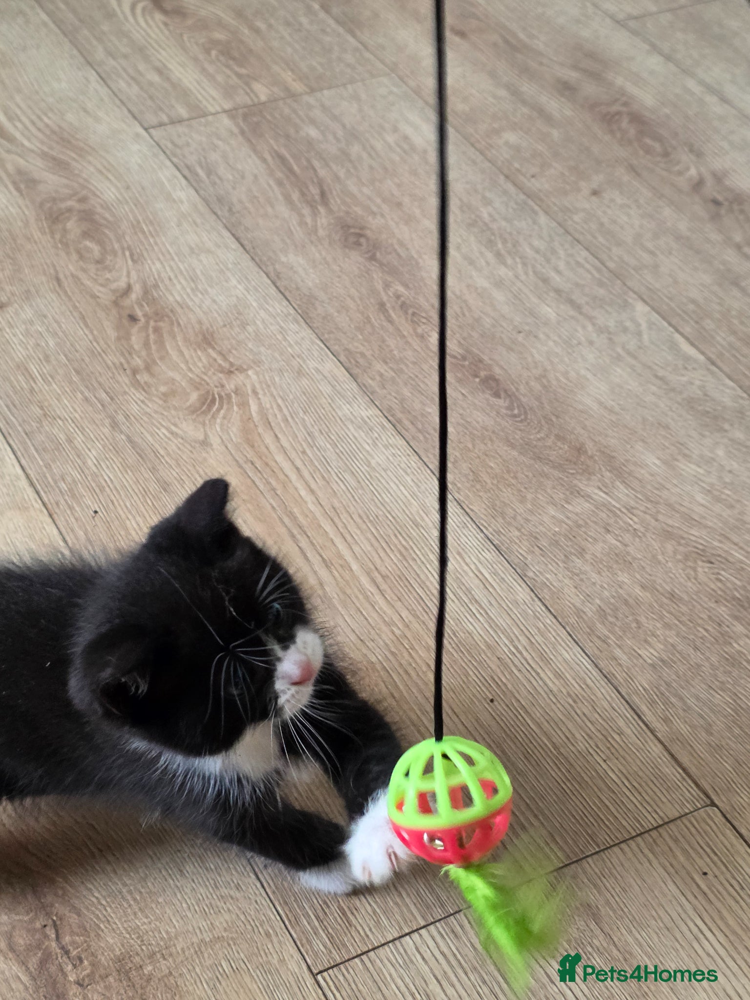 British Shorthair cats Bsh mixed - Advert 6