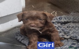 Mixed Breed dogs for sale: Mixer breed puppys  - Image 9