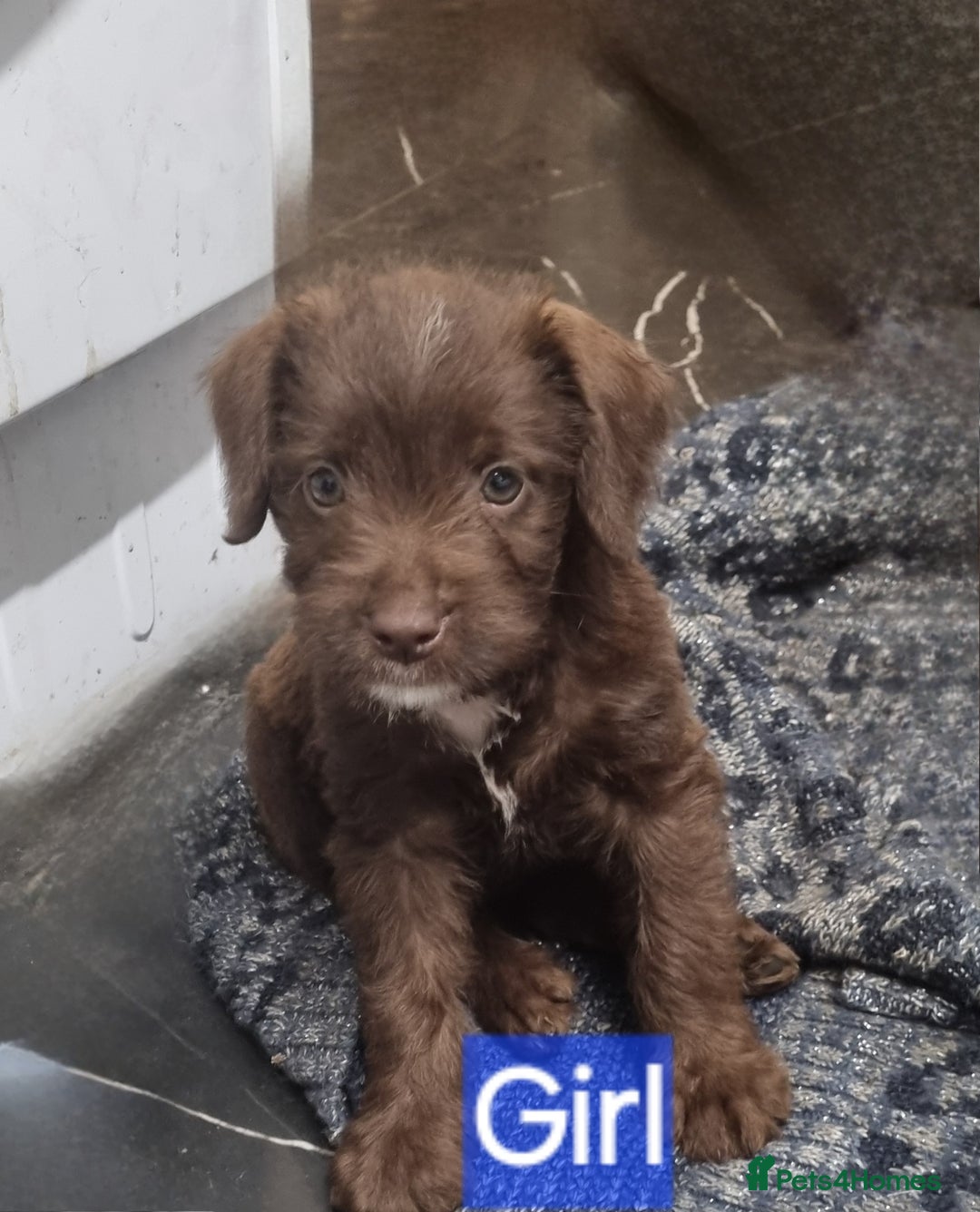Mixed Breed dogs for sale: Mixer breed puppys  - Image 9