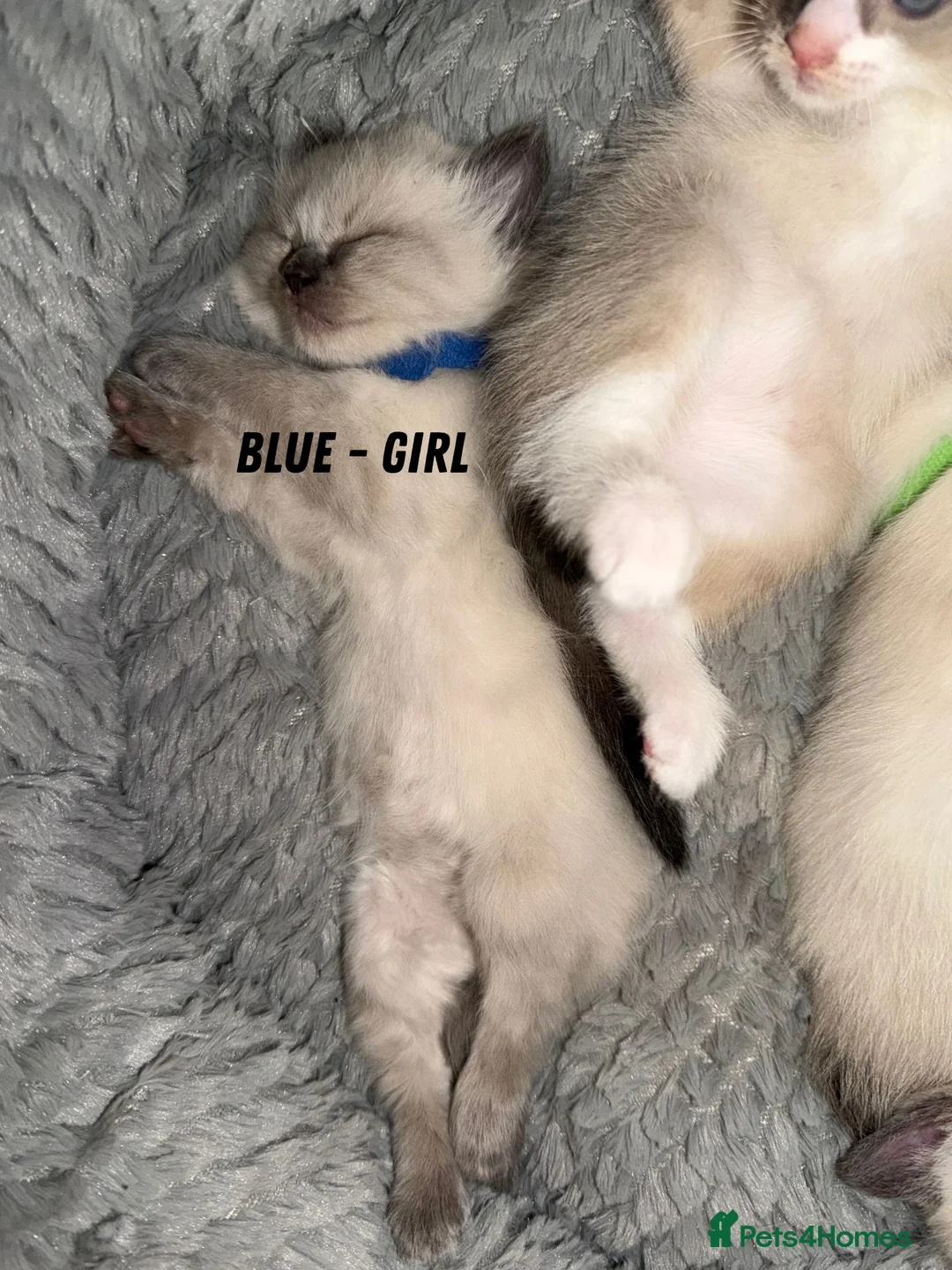 Ragdoll cats for sale: 5 beautiful ragdoll cross kittens available. - Advert 23
