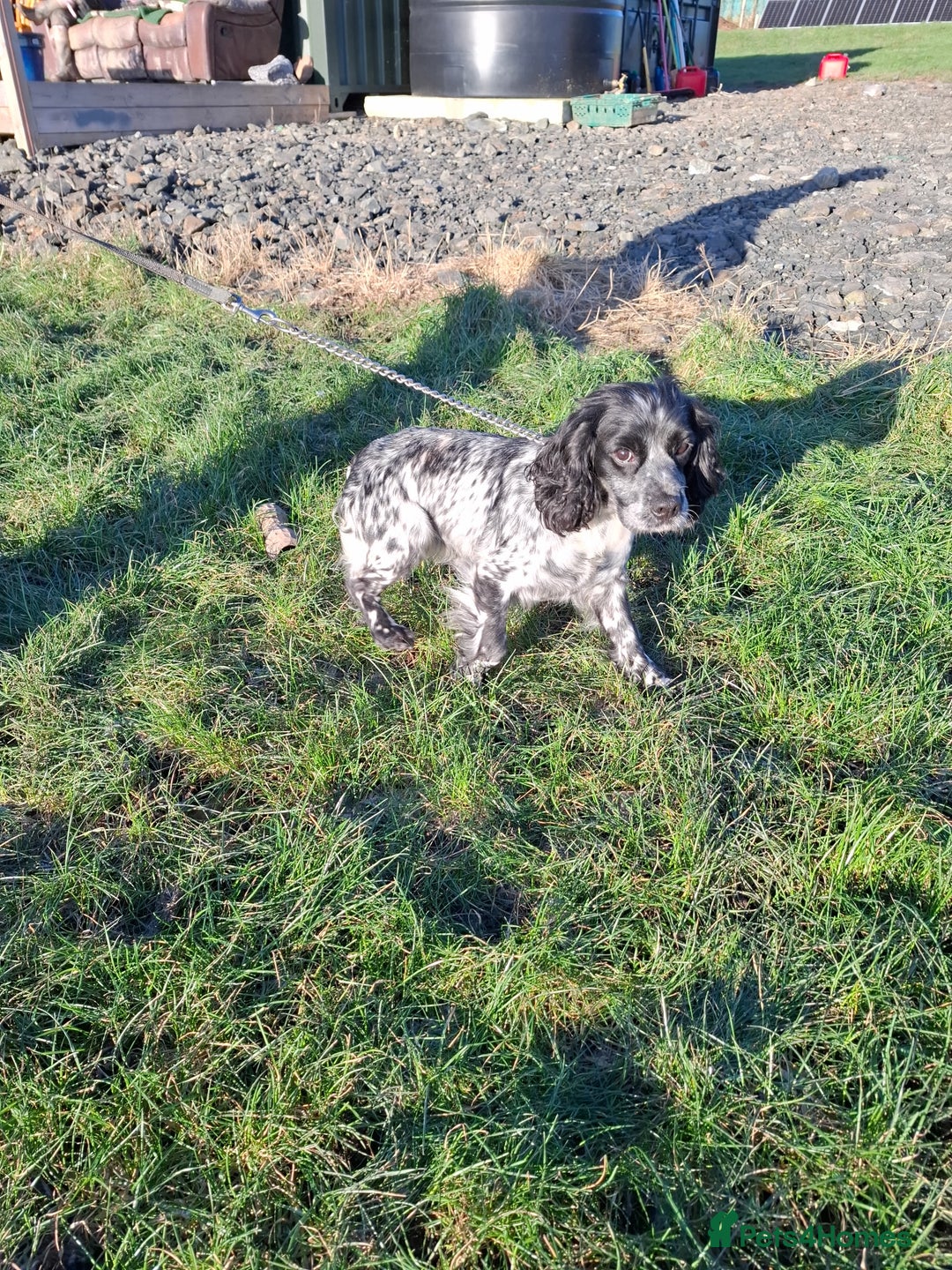Sprocker dogs for sale: Sprocker Puppies Ready Now - Advert 12