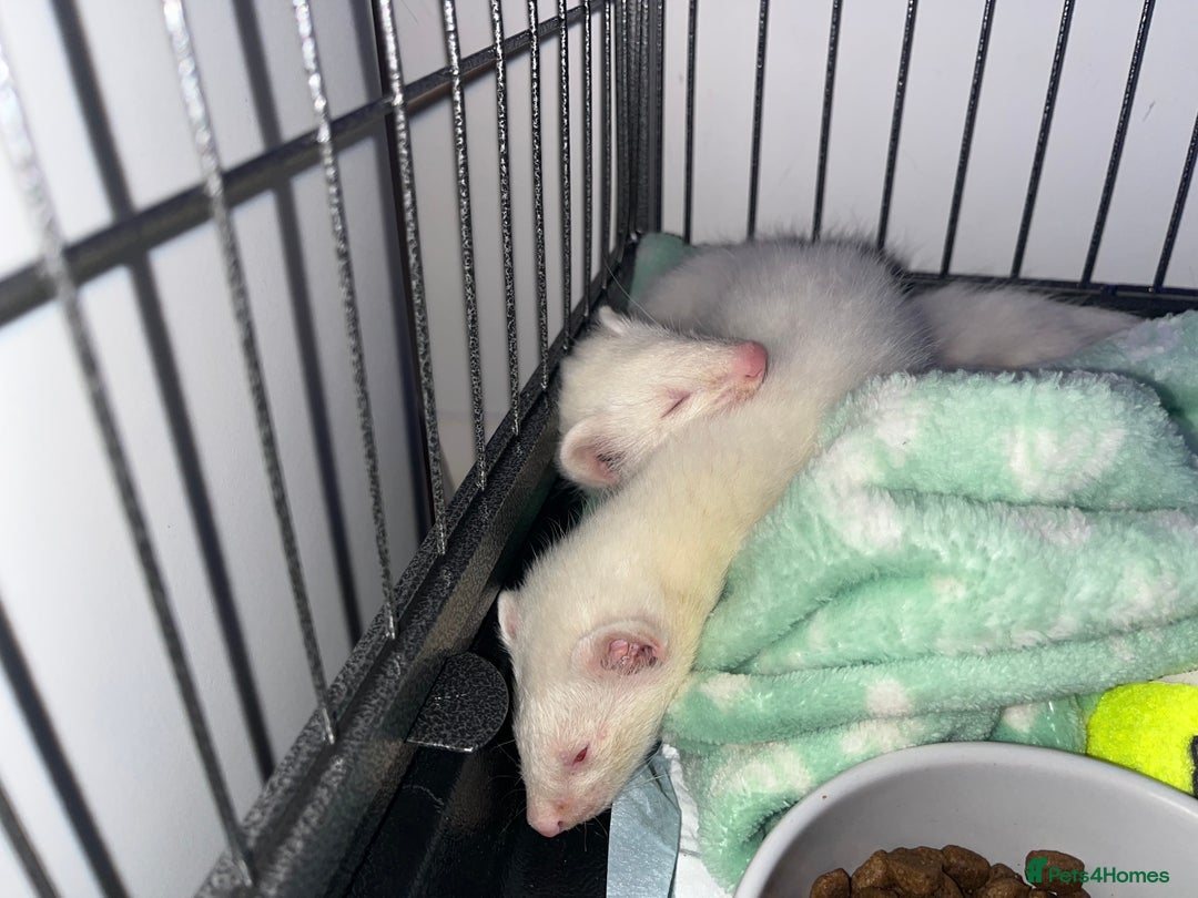 Ferret rodents for sale: Two albino male ferrets  - Image 5