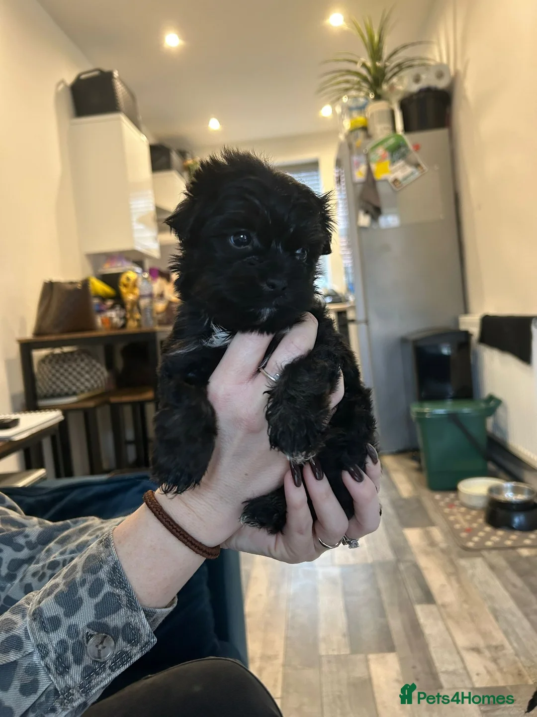 Havanese dogs for sale: Beautiful Havanese Puppies - Advert 17