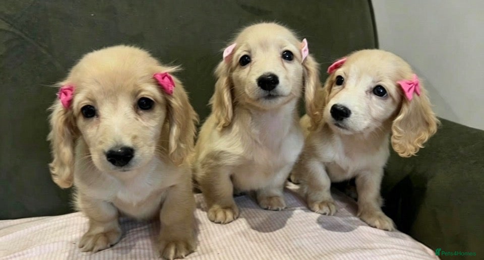 Miniature Dachshund dogs Cream KC longhaired dachshund puppies  - Advert 2