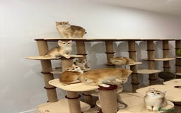 British Shorthair cats for sale: British Shorthair Golden kittens    - Image 28