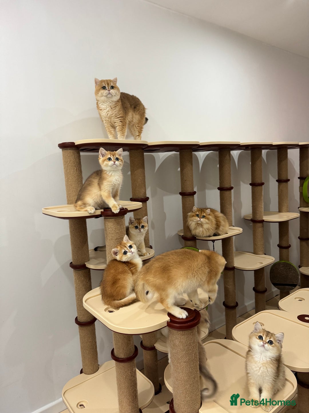 British Shorthair cats for sale: British Shorthair Golden kittens    - Image 28