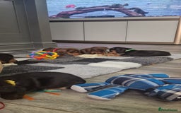 Miniature Dachshund dogs for sale: Miniature Dachshund puppies Longhaired & Smooth  - Image 16