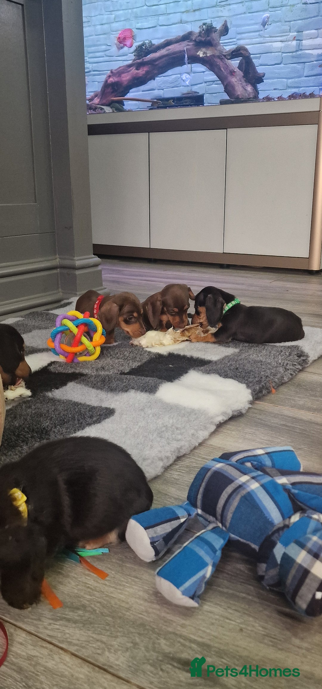 Miniature Dachshund dogs for sale: Miniature Dachshund puppies Longhaired & Smooth  - Image 16