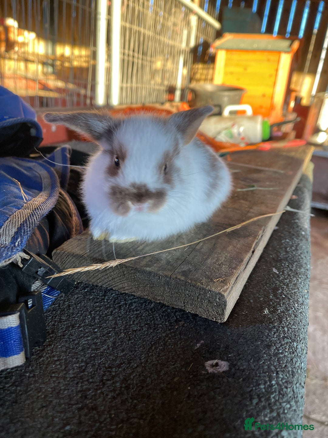 Mini Lop rabbits for sale: 4 lovely mini lop rabbits - Advert 11