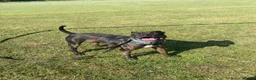 Mixed Breed dogs for sale: 2 year old cali  in Gloucester - Advert 4