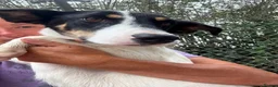 Mixed Breed dogs for adoption: Juny - Norwich Norfolk  in Norwich - Advert 13