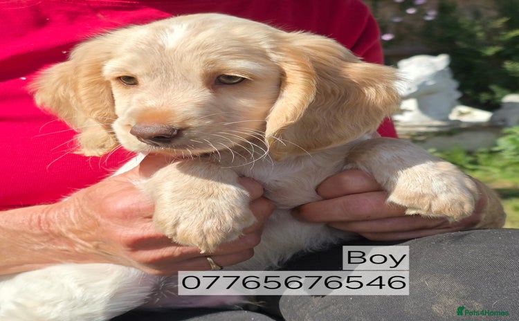 Cockapoo dogs - Advert 15
