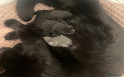 Maine Coon cats for sale: HALF MAINE COON KITTENS  - Image 2