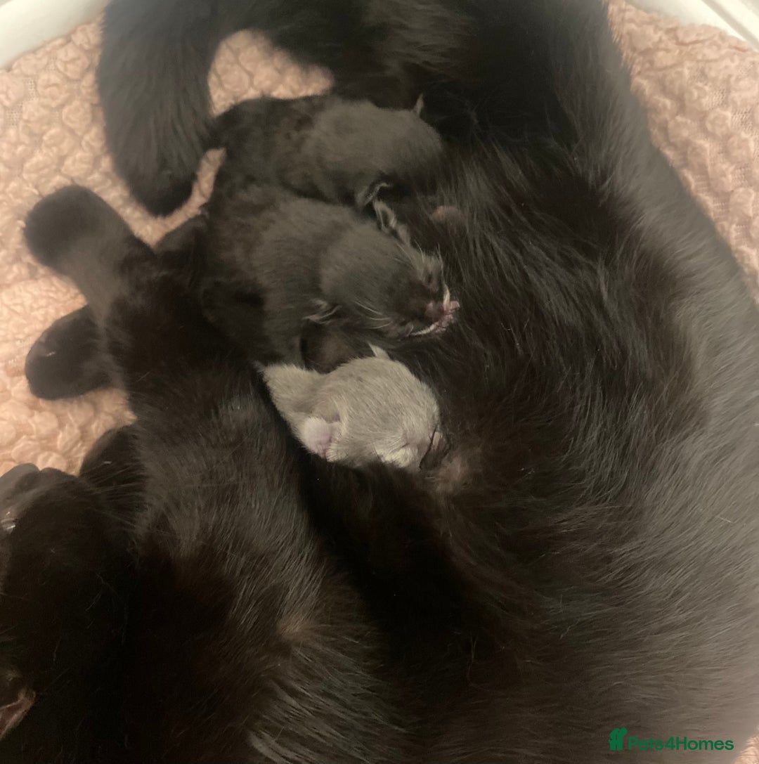 Maine Coon cats for sale: HALF MAINE COON KITTENS  - Image 2