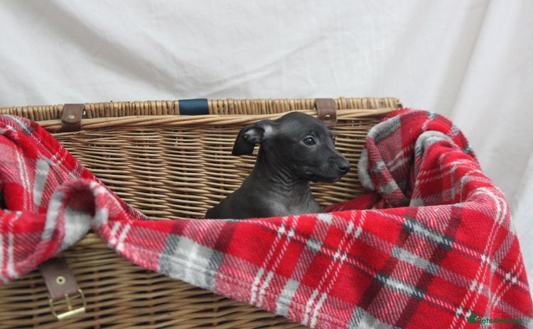 Italian Greyhound dogs - Advert 4