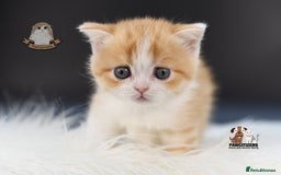 Scottish Fold cats for sale: LICENSED CATTERY, PURE BREED TOP QUALITY KITTENS - Image 22