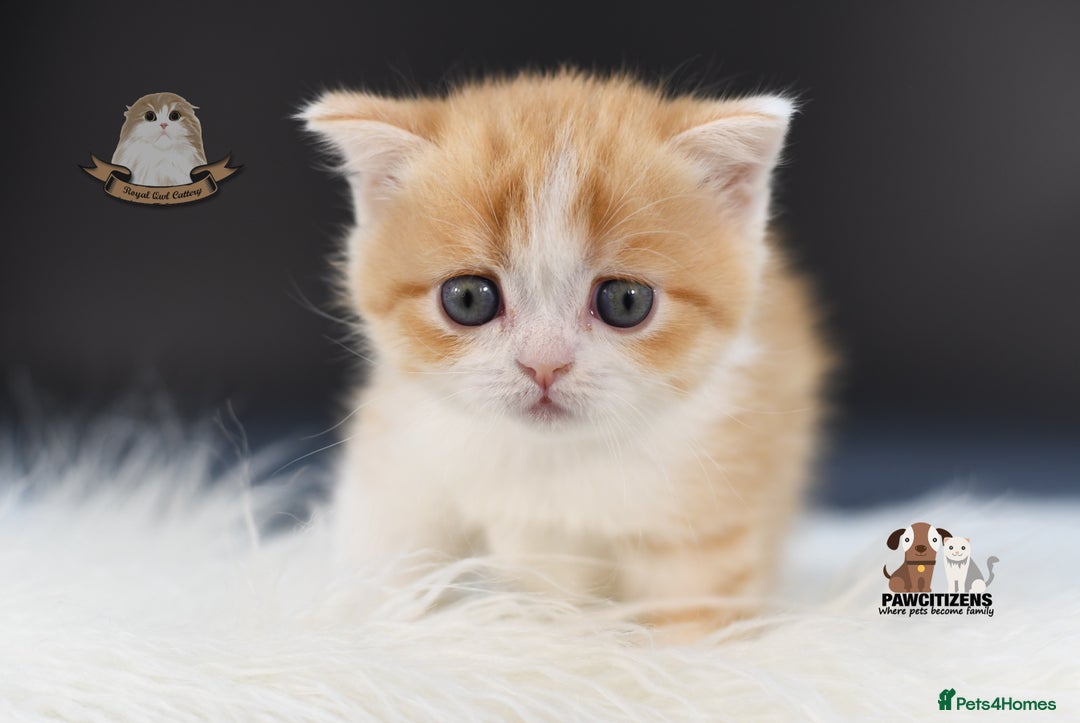 Scottish Fold cats for sale: LICENSED CATTERY, PURE BREED TOP QUALITY KITTENS - Image 22
