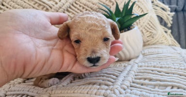 Toy Poodle dogs - Advert 4