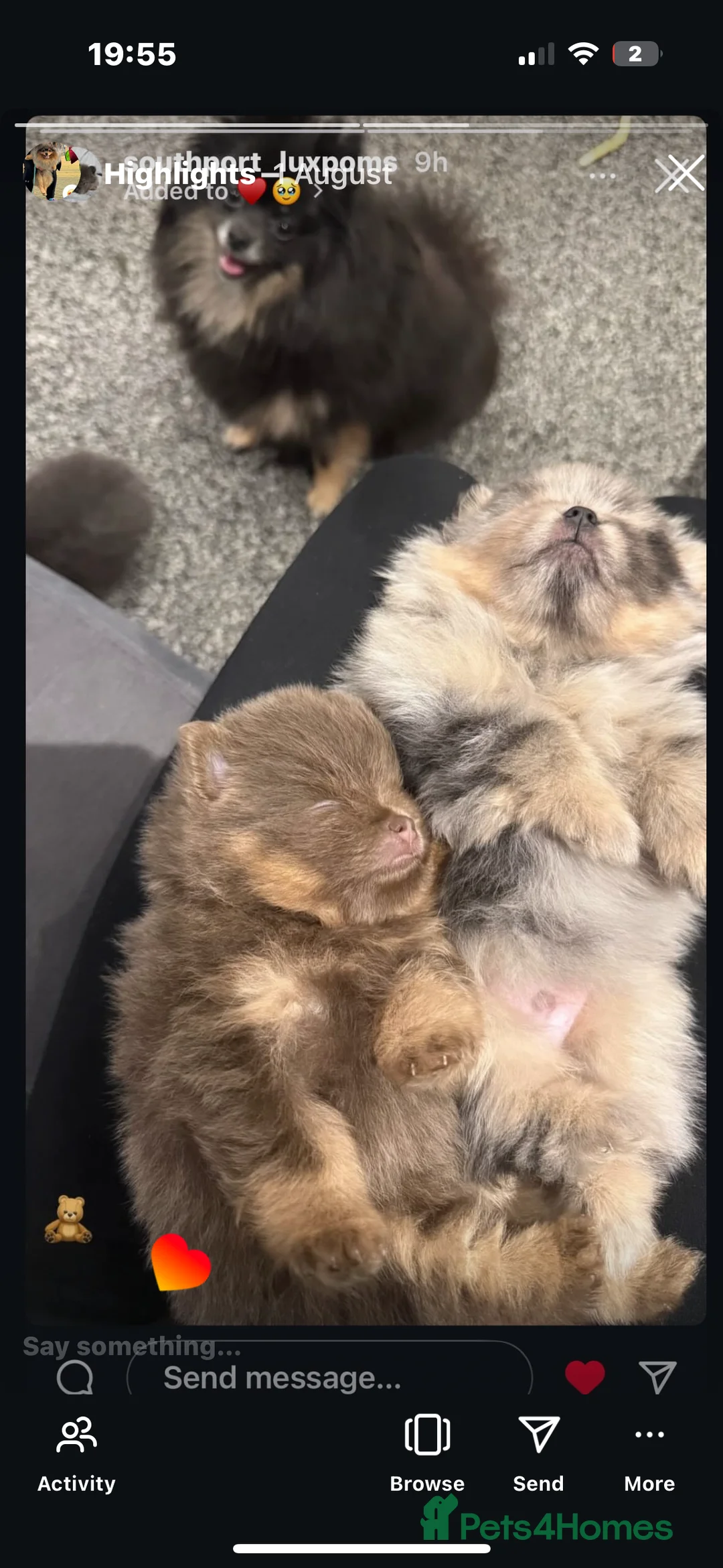 Pomeranian dogs for stud: Khabib the Pom full Russian lines  - Advert 2