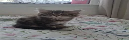 Mixed Breed cats for sale: 3 kittens (female) for sale - Advert 3