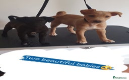 Patterjack dogs for sale: Buddy(Turtle) Patterjack puppy - Image 6