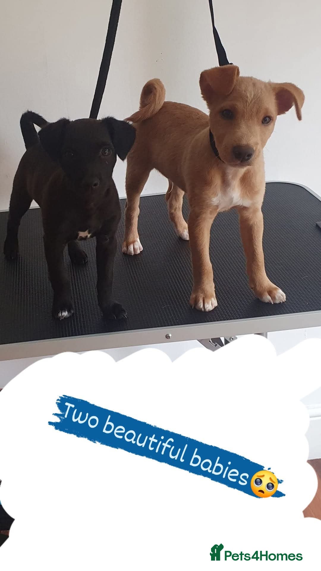 Patterjack dogs for sale: Buddy(Turtle) Patterjack puppy - Image 6