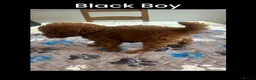 Toy Poodle dogs for sale: Last Tiny Toy×Asian Poodle Puppy Ready 21/09/26 - Advert 3