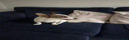 Mixed Breed dogs for adoption: 🐾🤍🤎 JESSY – LITTLE DOG, LOTS OF LOVE 🤎🤍🐾 in Wigan - Advert 16