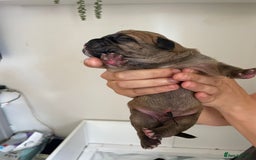 Cane Corso dogs for sale: Gorgeous cane Corso puppies - Image 6