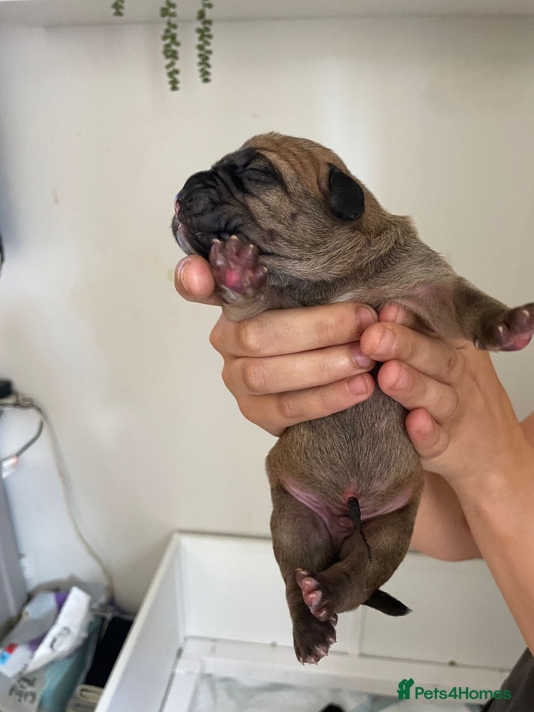 Cane Corso dogs for sale: Gorgeous cane Corso puppies - Image 6