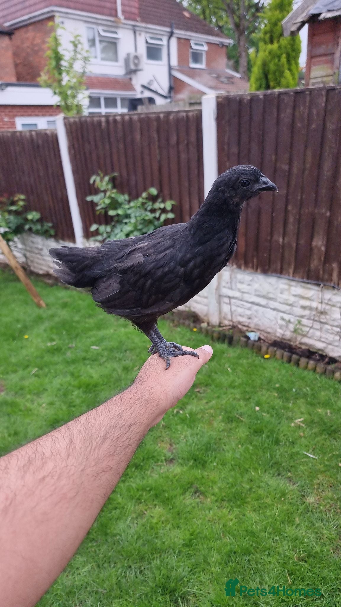 Chickens poultry Ayam Cemani Chicks – Hatched 12th June – Unsexed - Advert 1
