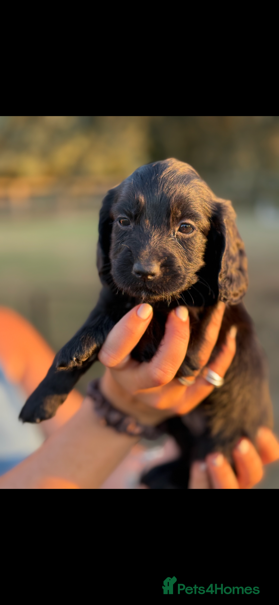 Cocker Spaniel dogs for sale: Black working cocker puppies - Image 6