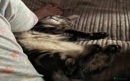 Maine Coon cats for sale: Beautiful loyal Maine coon X kitten for a new home - Image 2
