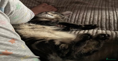 Maine Coon cats - Advert 2