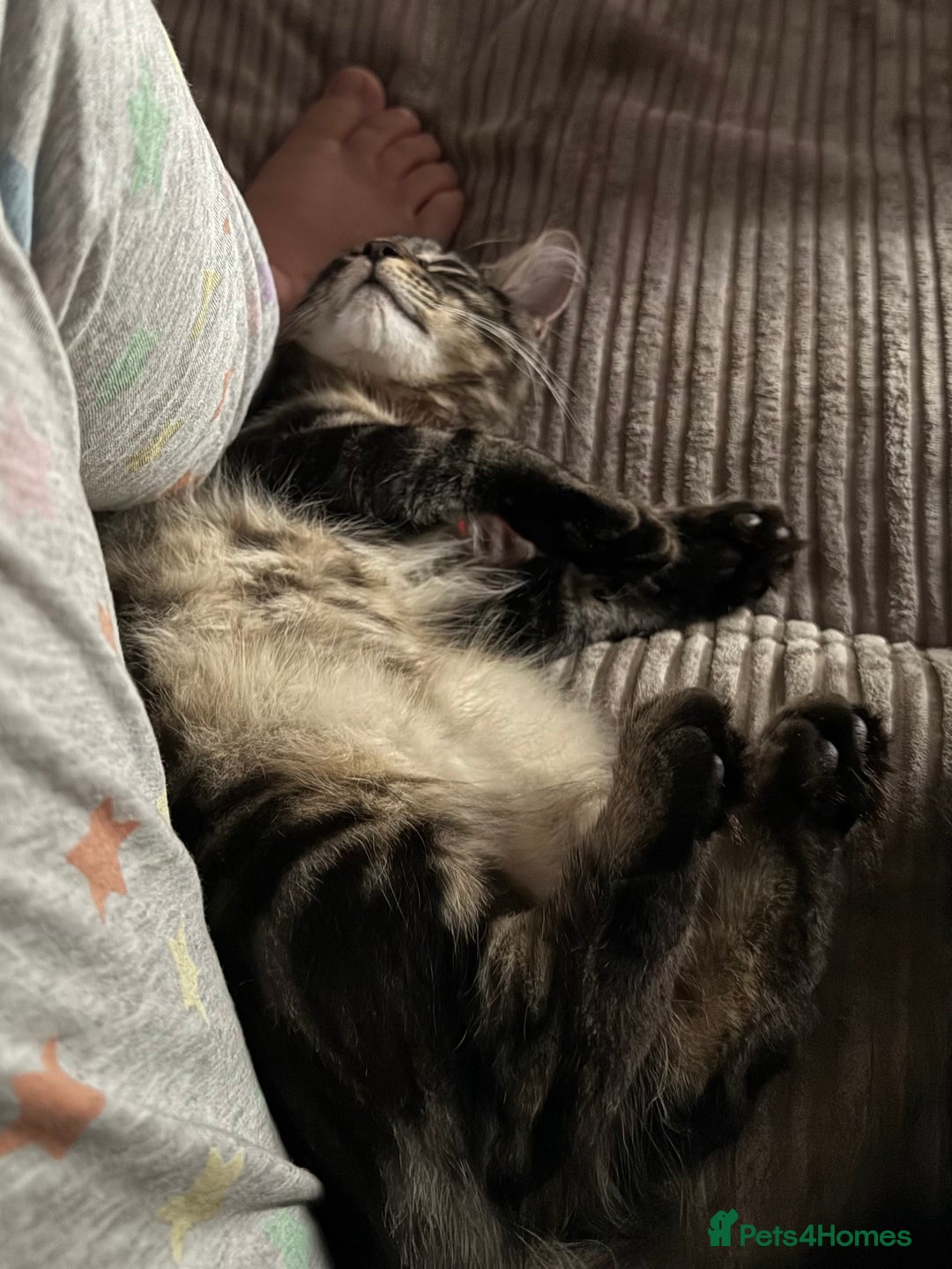 Maine Coon cats for sale: Beautiful loyal Maine coon X kitten for a new home - Image 2