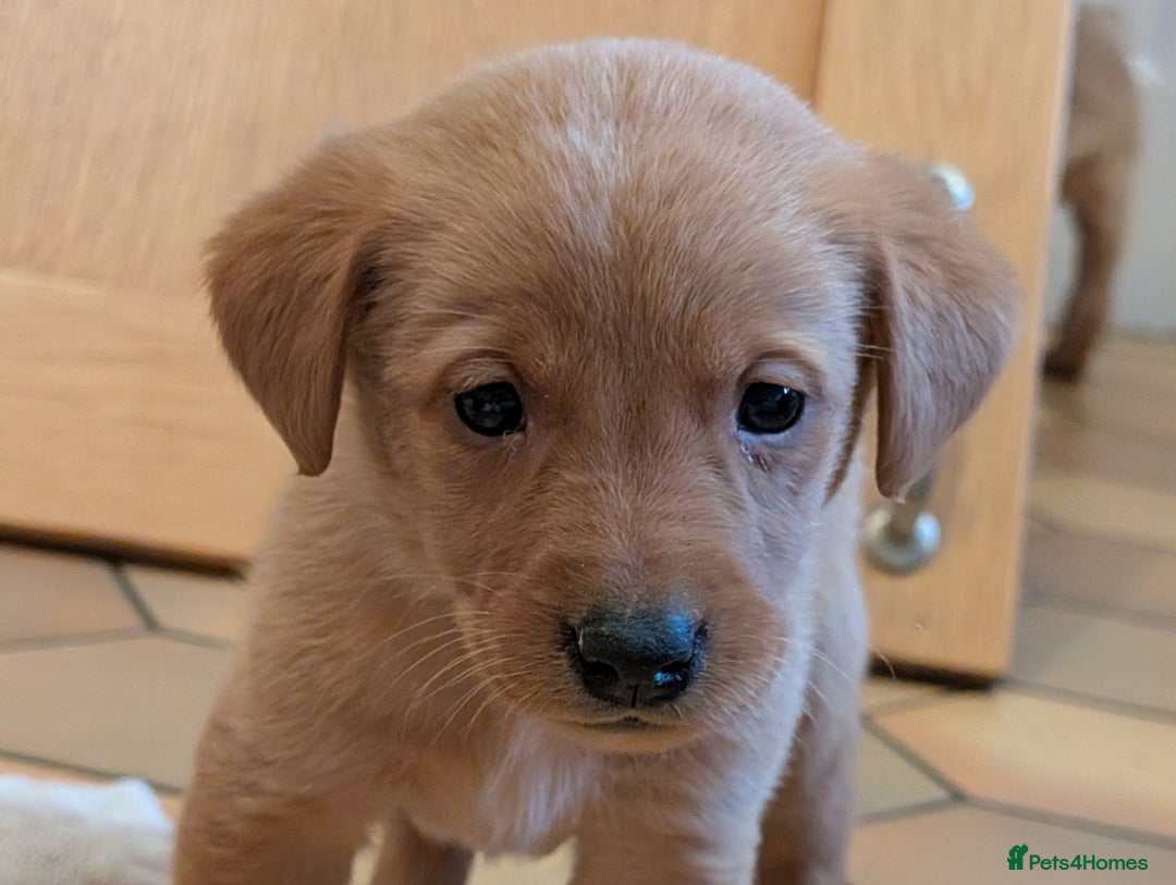 Labrador Retriever dogs for sale: Stunning litter of Labrador retriever pups  - Advert 11