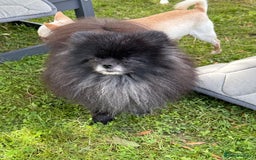 Pomeranian dogs for adoption: Hugo: The Little Dog Who Survived the Unthinkable - Image 5