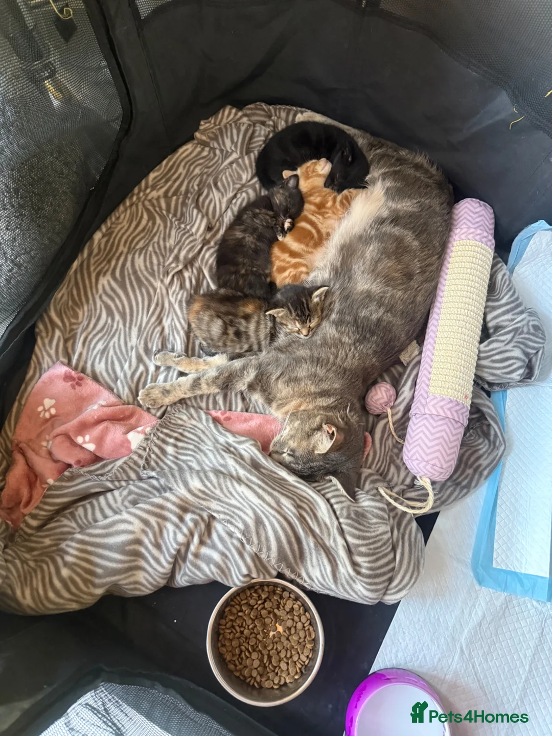Mixed Breed cats for sale: Tabby girl - Advert 1