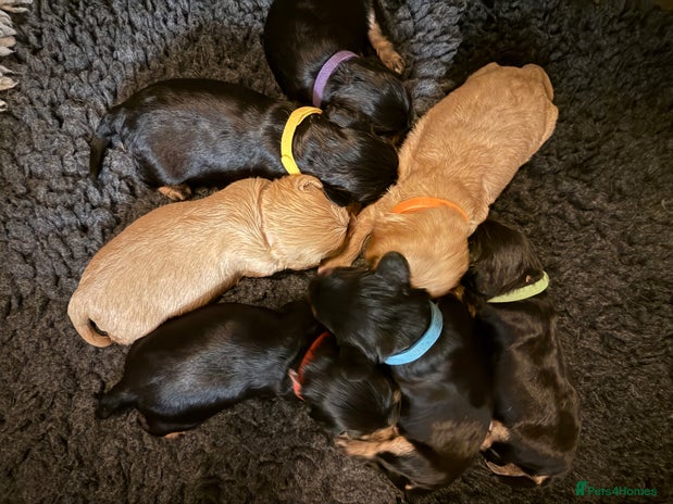 Cavalier King Charles Spaniel dogs KC Registered Cavalier King Charles, West Sussex - Advert 10