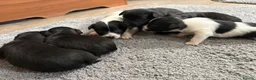 Jack Chi dogs for sale: 6 Adorable Puppies for Sale-4 Black, 2 Blac &White in Stourport-on-Severn - Advert 3